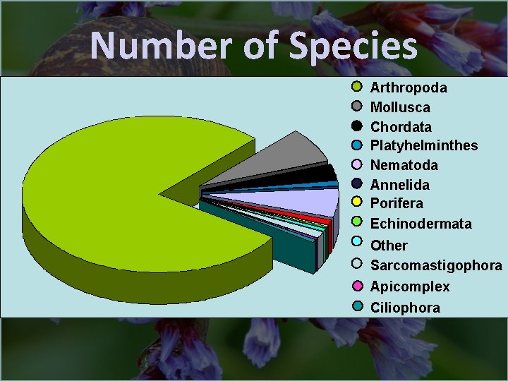 Number of Species Arthropoda Mollusca Chordata Platyhelminthes Nematoda Annelida Porifera Echinodermata Other Sarcomastigophora Apicomplex