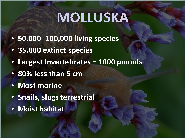 MOLLUSKA • • 50, 000 -100, 000 living species 35, 000 extinct species Largest