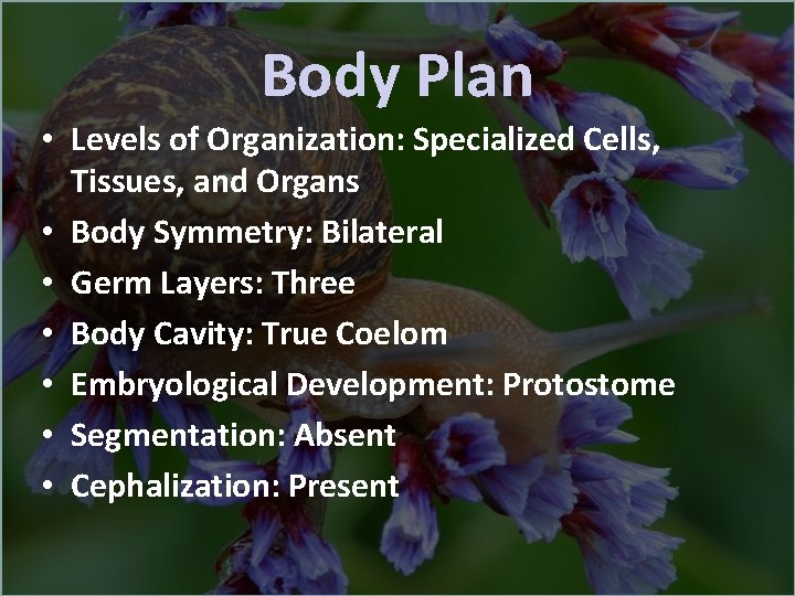 Body Plan • Levels of Organization: Specialized Cells, Tissues, and Organs • Body Symmetry: