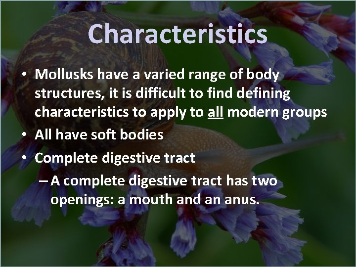 Characteristics • Mollusks have a varied range of body structures, it is difficult to