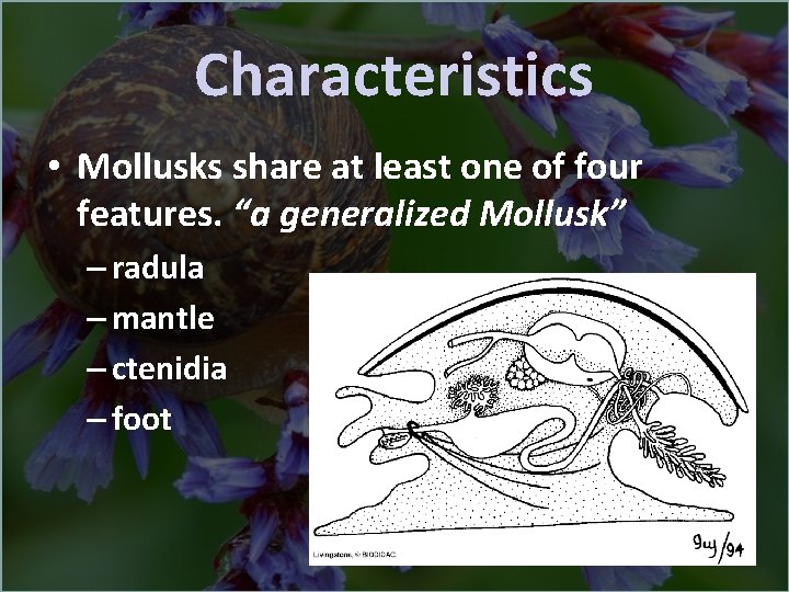 Characteristics • Mollusks share at least one of four features. “a generalized Mollusk” –