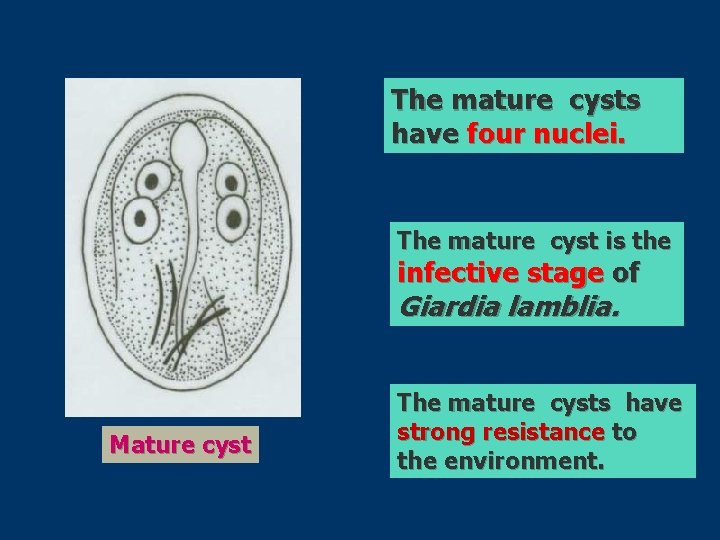 The mature cysts have four nuclei. The mature cyst is the infective stage of