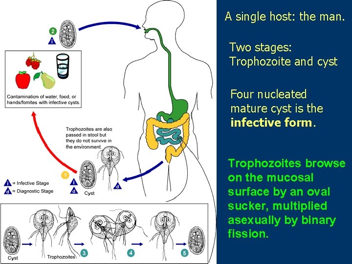 A single host: the man. Two stages: Trophozoite and cyst Four nucleated mature cyst