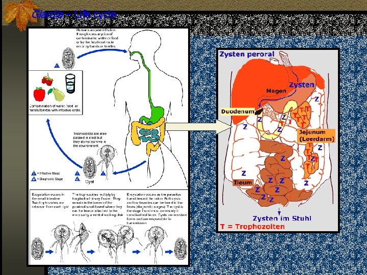 Giardia – Life cycle 