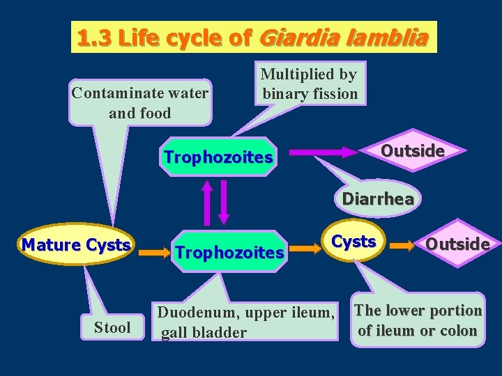 1. 3 Life cycle of Giardia lamblia Contaminate water and food Multiplied by binary