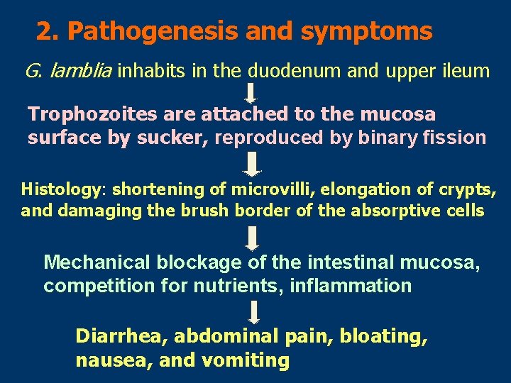 2. Pathogenesis and symptoms G. lamblia inhabits in the duodenum and upper ileum Trophozoites