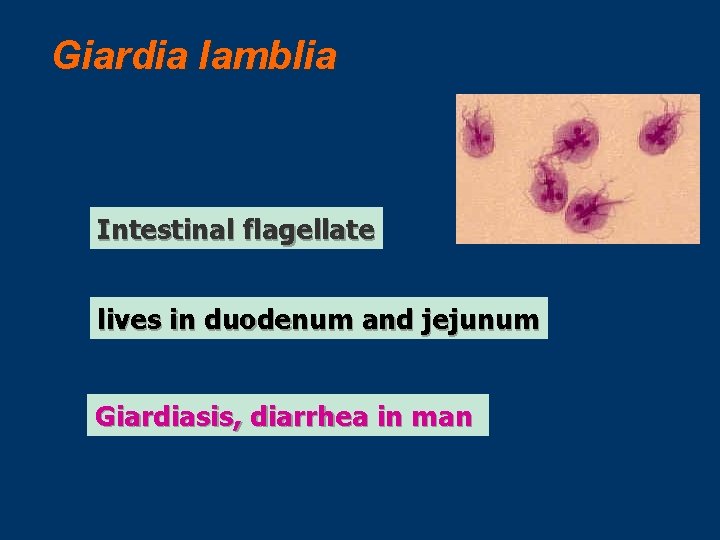 Giardia lamblia Intestinal flagellate lives in duodenum and jejunum Giardiasis, diarrhea in man 