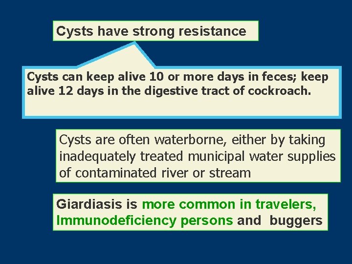 Cysts have strong resistance Cysts can keep alive 10 or more days in feces;
