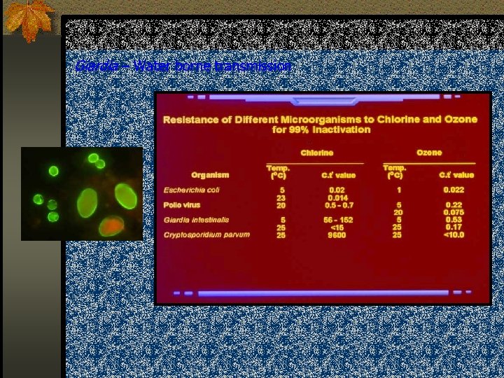 Giardia – Water borne transmission 