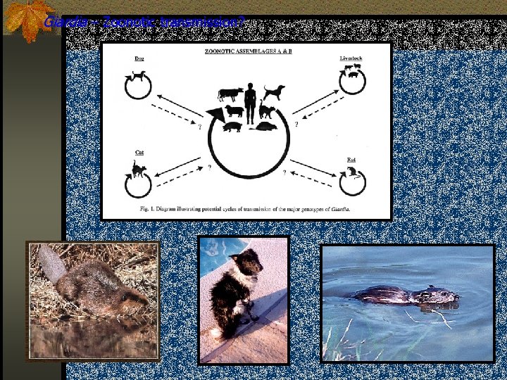 Giardia – Zoonotic transmission? 