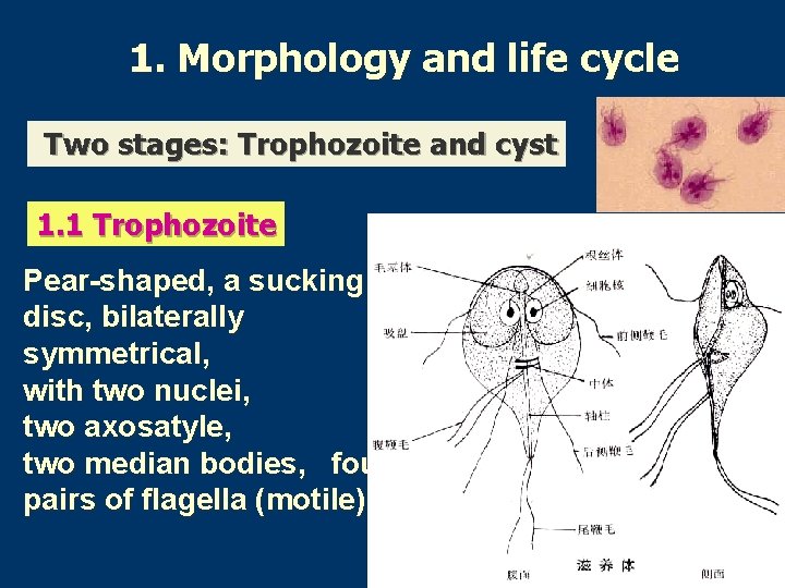 1. Morphology and life cycle Two stages: Trophozoite and cyst 1. 1 Trophozoite Pear-shaped,