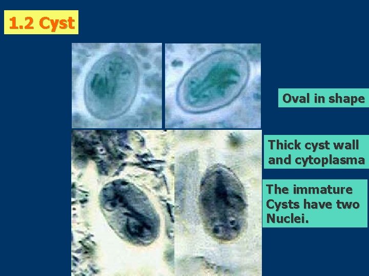1. 2 Cyst Oval in shape Thick cyst wall and cytoplasma The immature Cysts