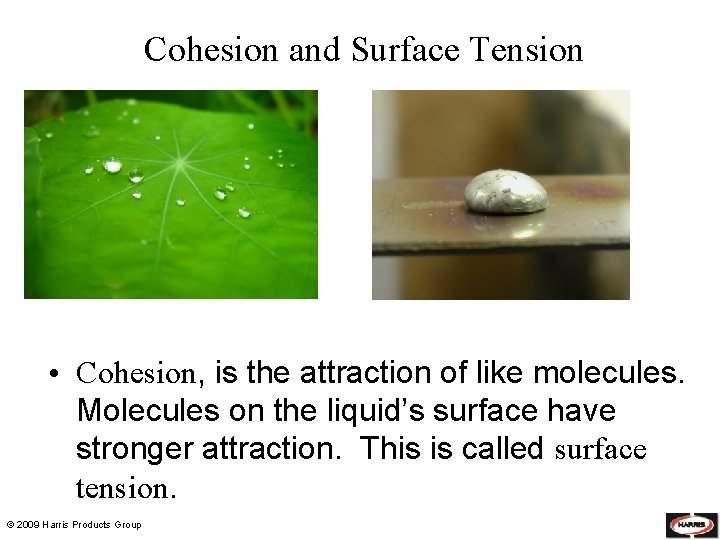 Cohesion and Surface Tension • Cohesion, is the attraction of like molecules. Molecules on