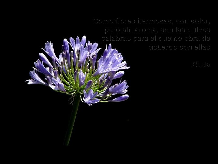 Como flores hermosas, con color, pero sin aroma, son las dulces palabras para el