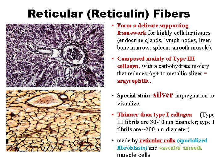 Reticular (Reticulin) Fibers • Form a delicate supporting framework for highly cellular tissues (endocrine