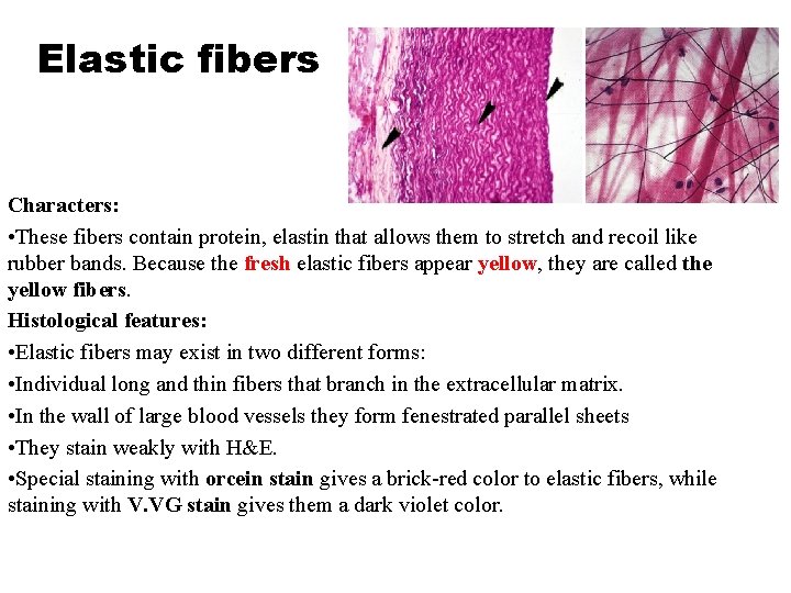 Elastic fibers Characters: • These fibers contain protein, elastin that allows them to stretch