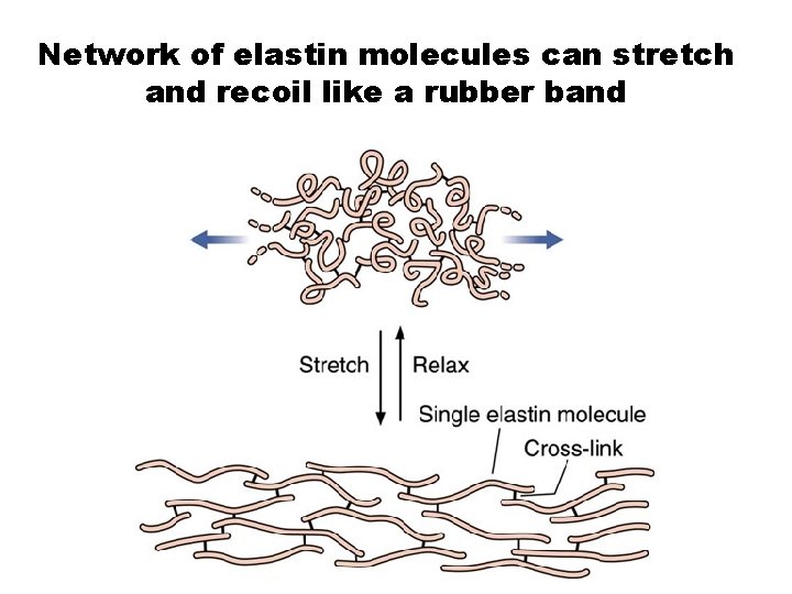 Network of elastin molecules can stretch and recoil like a rubber band 