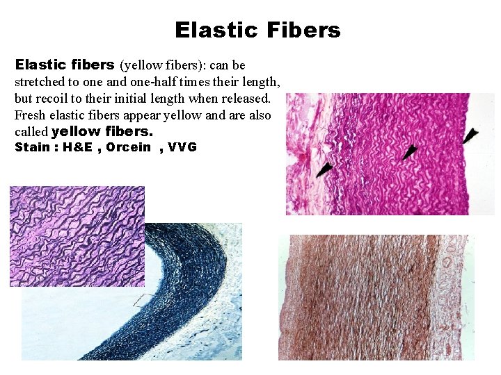 Elastic Fibers Elastic fibers (yellow fibers): can be stretched to one and one-half times