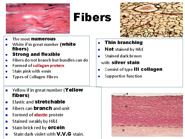 Fibers n n n n The most numerous White if in great number (white