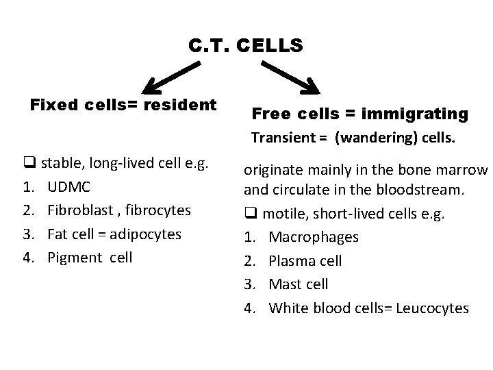 C. T. CELLS Fixed cells= resident q stable, long-lived cell e. g. 1. UDMC