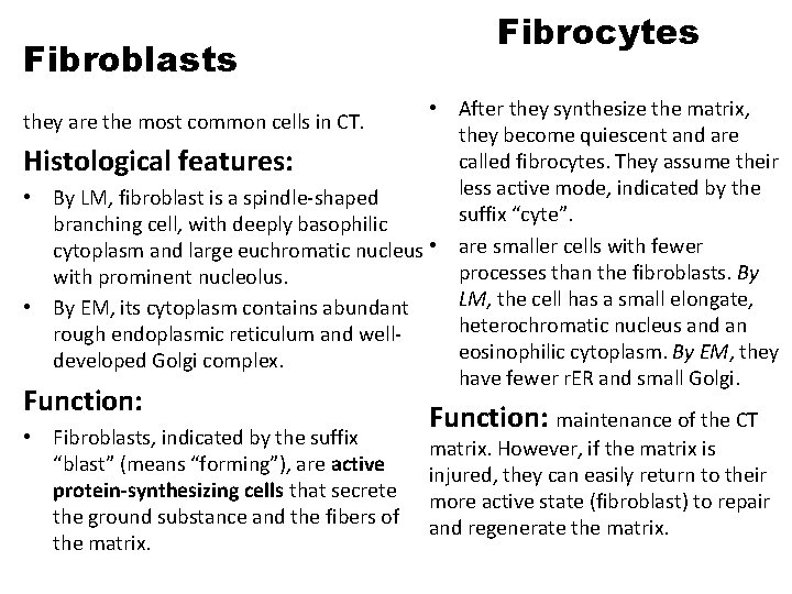 Fibroblasts Fibrocytes • After they synthesize the matrix, they become quiescent and are called