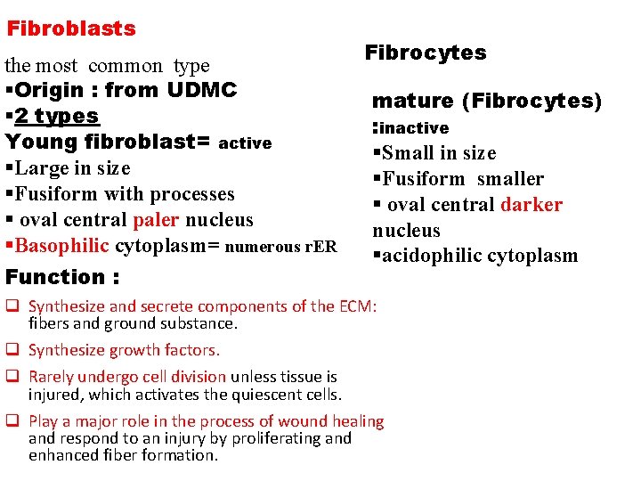 Fibroblasts the most common type §Origin : from UDMC § 2 types Young fibroblast=