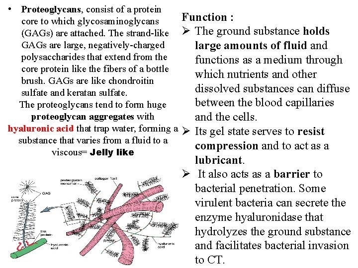  • Proteoglycans, consist of a protein Function : core to which glycosaminoglycans (GAGs)