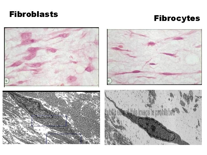 Fibroblasts Fibrocytes 