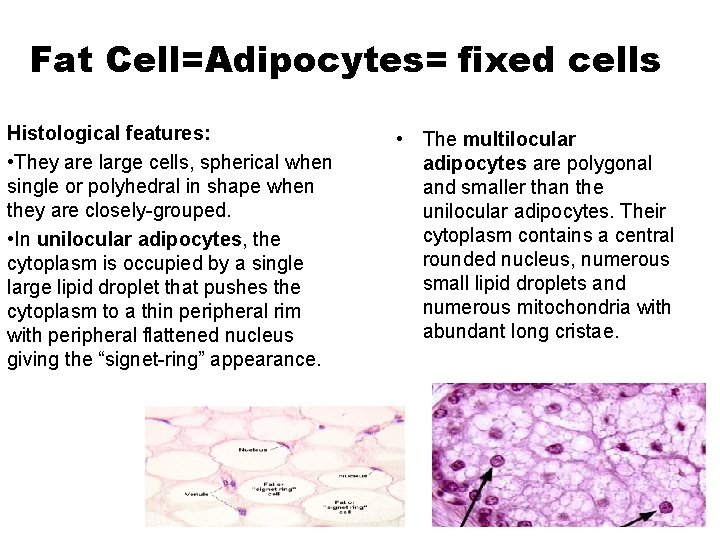 Fat Cell=Adipocytes= fixed cells Histological features: • They are large cells, spherical when single