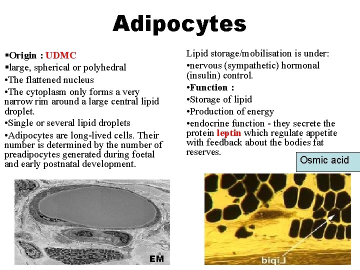 Adipocytes §Origin : UDMC §large, spherical or polyhedral • The flattened nucleus • The