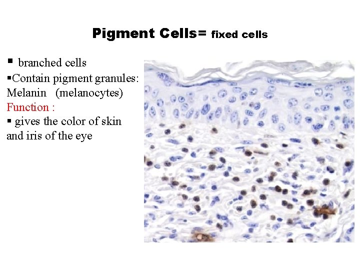 Pigment Cells= § branched cells §Contain pigment granules: Melanin (melanocytes) Function : § gives