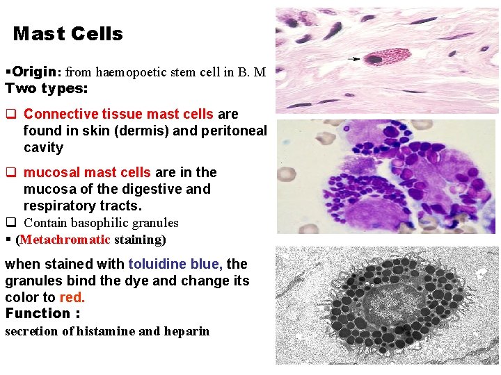 Mast Cells §Origin: from haemopoetic stem cell in B. M Two types: q Connective