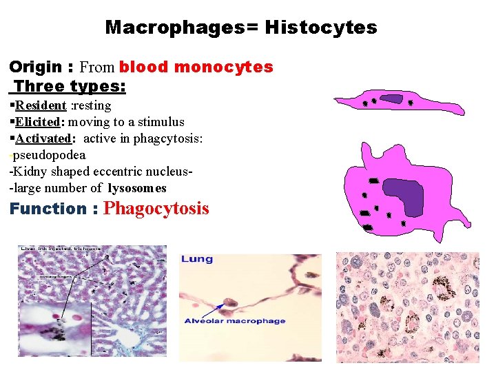 Macrophages= Histocytes Origin : From blood monocytes Three types: §Resident : resting §Elicited: moving