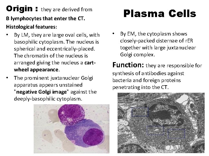 Origin : they are derived from B lymphocytes that enter the CT. Histological features: