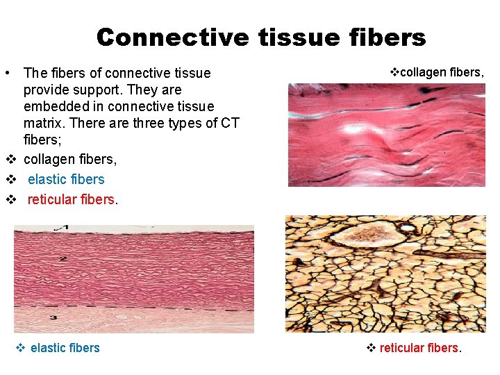 Connective tissue fibers • The fibers of connective tissue provide support. They are embedded