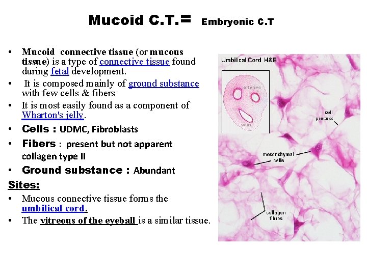Mucoid C. T. = Embryonic C. T • Mucoid connective tissue (or mucous tissue)