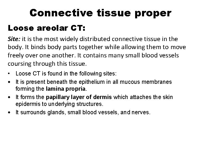 Connective tissue proper Loose areolar CT: Site: it is the most widely distributed connective
