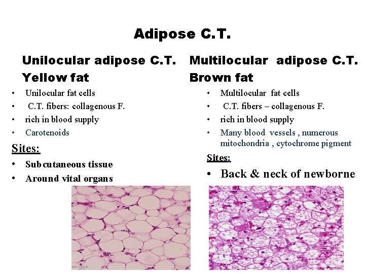 Adipose C. T. Unilocular adipose C. T. Yellow fat • • Unilocular fat cells
