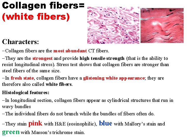 Collagen fibers= (white fibers) Characters: Collagen fibers are the most abundant CT fibers. They