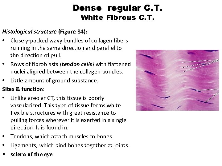 Dense regular C. T. White Fibrous C. T. Histological structure (Figure 84): • Closely-packed