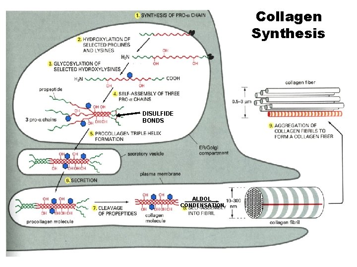 Collagen Synthesis DISULFIDE BONDS ALDOL CONDENSATION 