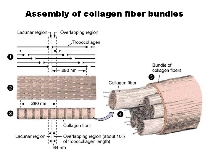 Assembly of collagen fiber bundles 