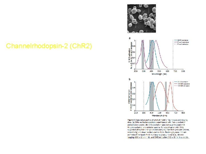 Zhang F, Wang L-P, Boyden ES and Deisseroth K (2006) Channelrhodopsin-2 and optical control