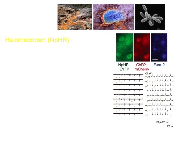 Zhang et al (2007) Multimodal fast optical interrogation of neural circuitry. Nature 446: 633–