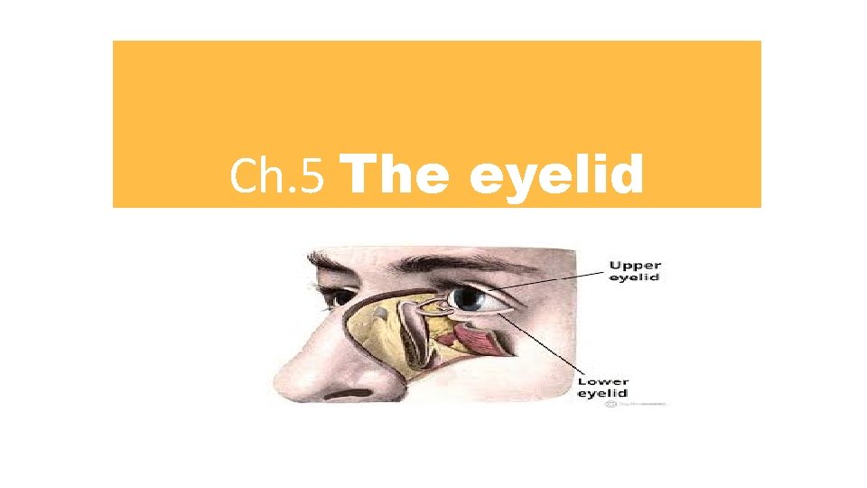 Ch. 5 The eyelid 