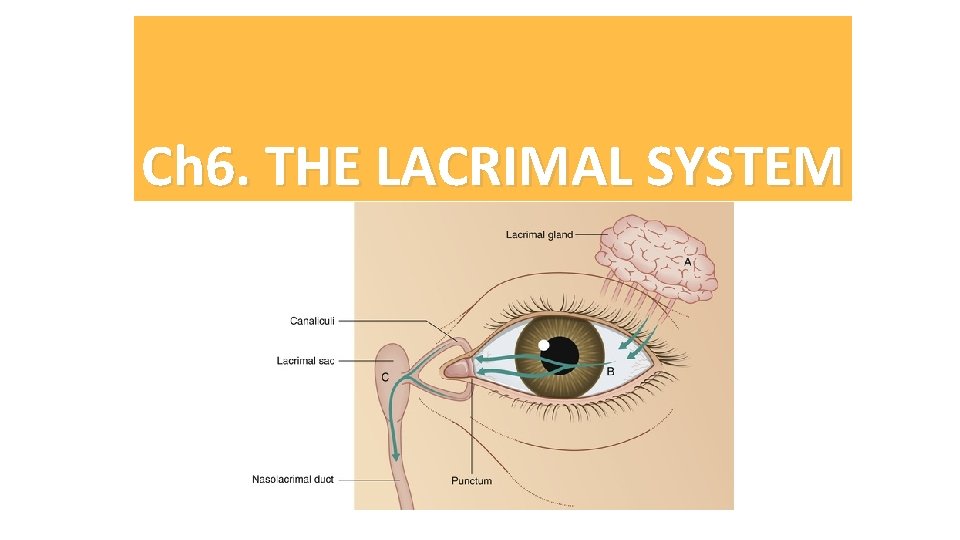 Ch 6. THE LACRIMAL SYSTEM 