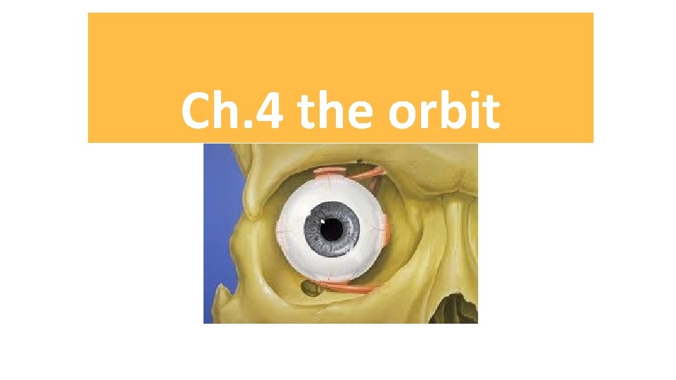 Ch. 4 the orbit 