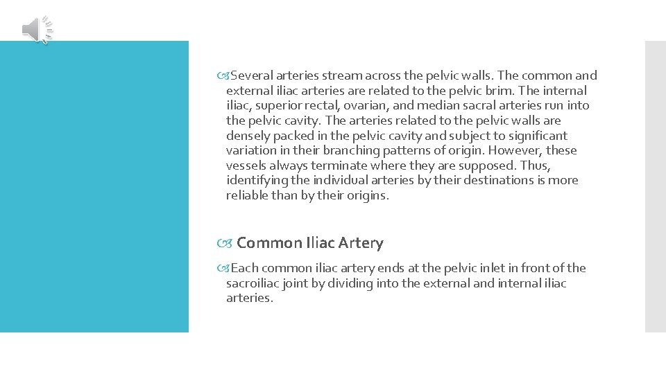  Several arteries stream across the pelvic walls. The common and external iliac arteries