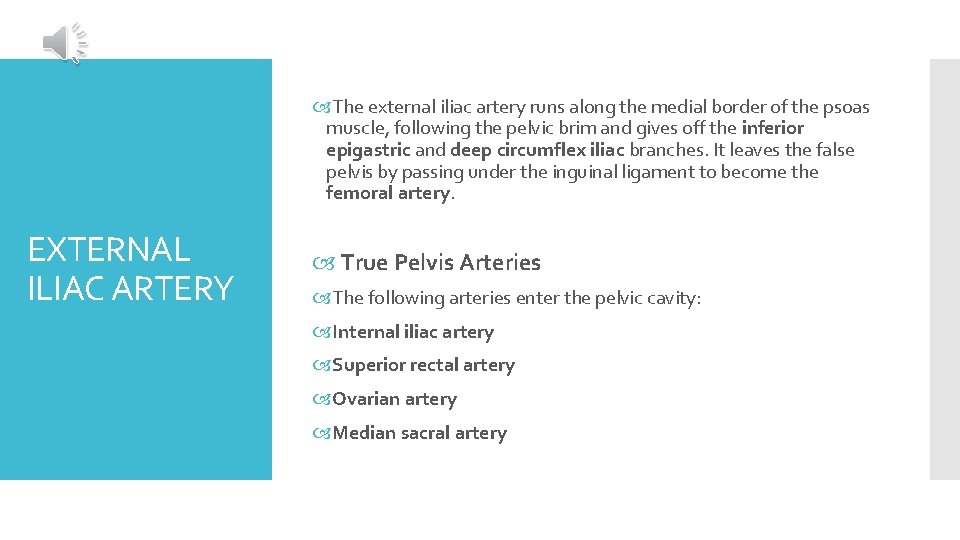  The external iliac artery runs along the medial border of the psoas muscle,