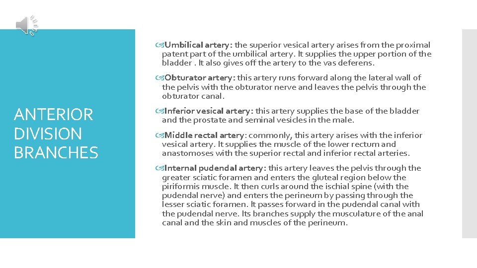  Umbilical artery: the superior vesical artery arises from the proximal patent part of